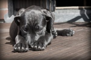Read more about the article Mein Hund frisst nicht mehr – Gründe für Appetitlosigkeit bei Hunden