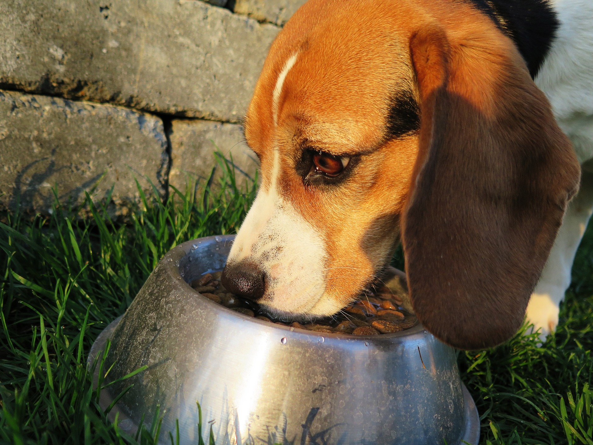 Read more about the article Hypoallergenes Hundefutter bei einer Hundefutterallergie