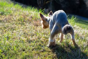 Read more about the article Analdrüsen beim Hund – Behandlung bei Beschwerden