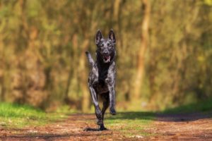 Read more about the article Gelenkprobleme bei Hunden:  Hintergründe und Therapiemöglichkeiten