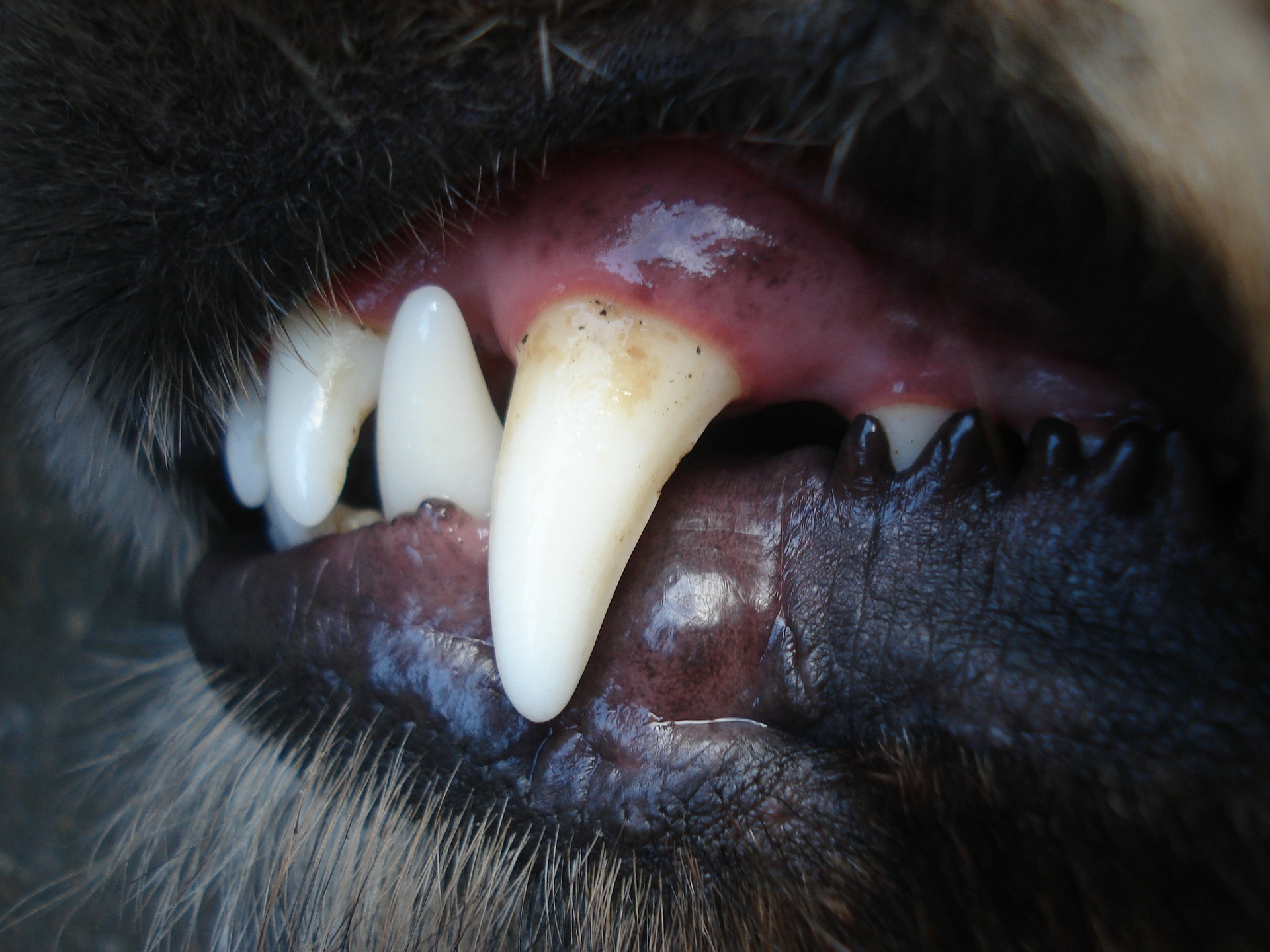 Read more about the article Die richtige Zahnpflege bei Hunden