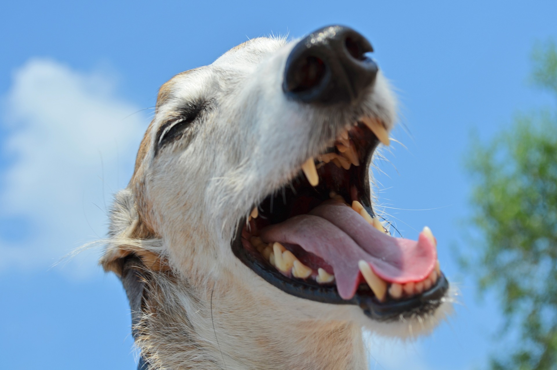 You are currently viewing Zahnpasta für Hunde: Rezept zum Selbermachen