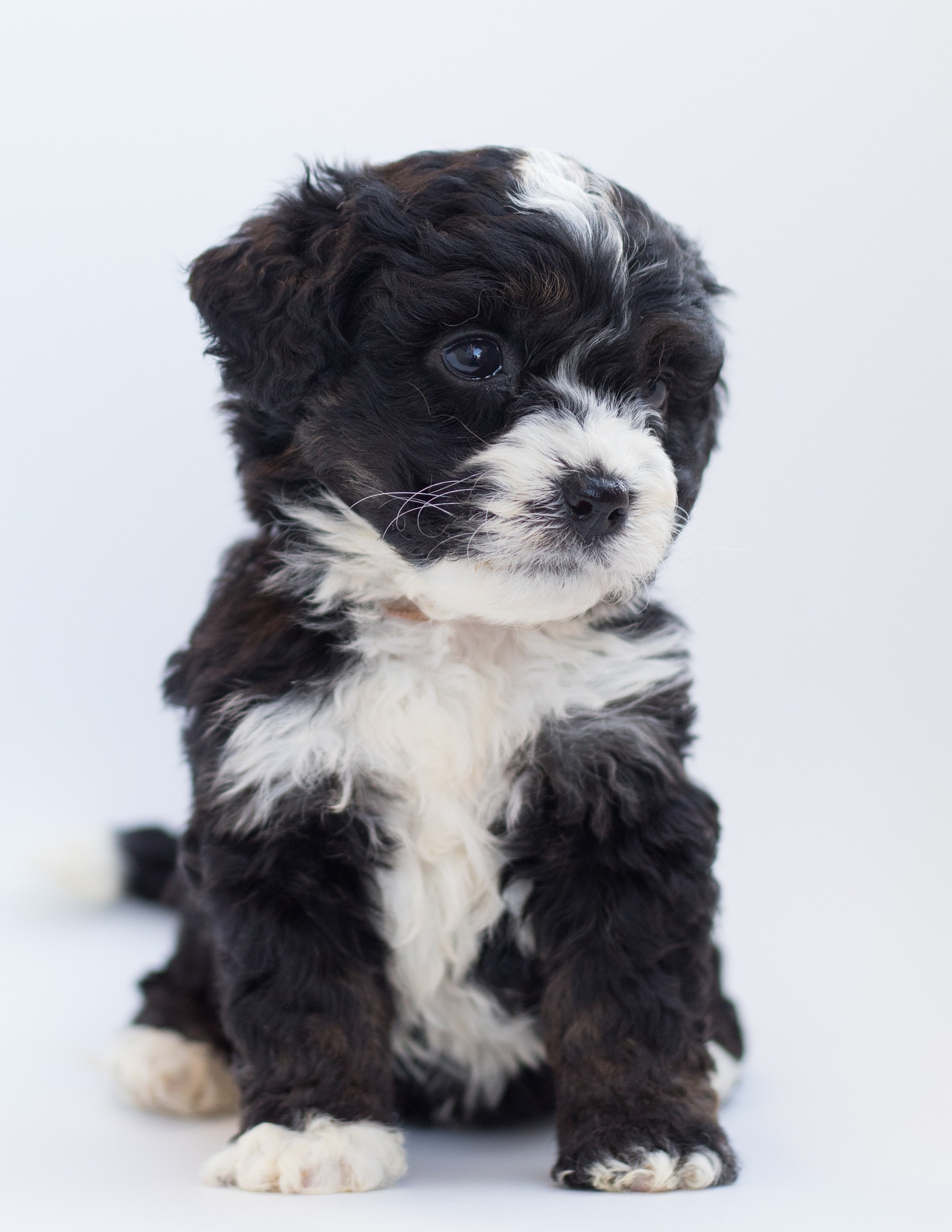 You are currently viewing Bernedoodle – Charakter und Eigenschaften