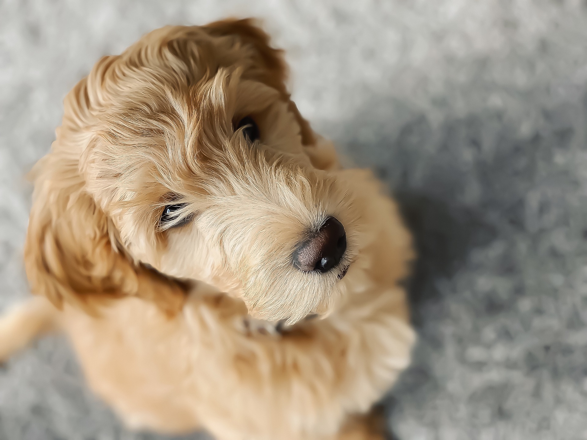 You are currently viewing Goldendoodle – Charakter und Eigenschaften