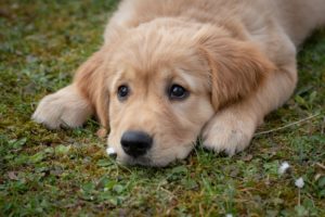 Read more about the article Warum frisst mein Hund Gras?