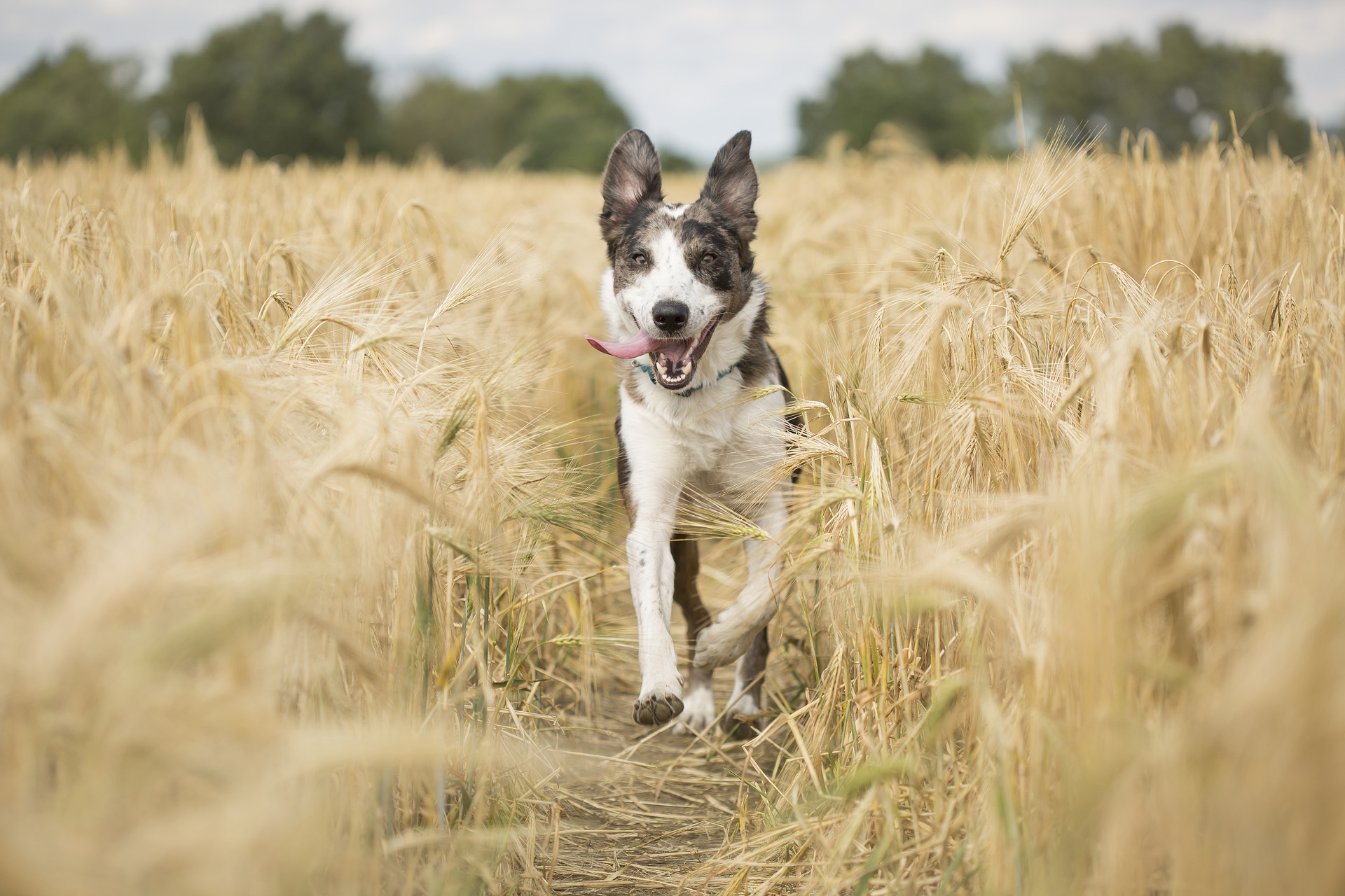 Read more about the article Hüftdysplasie beim Hund: Symptome und Therapie