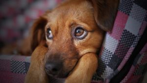Read more about the article Gelenkschmerzen beim Hund: Symptome