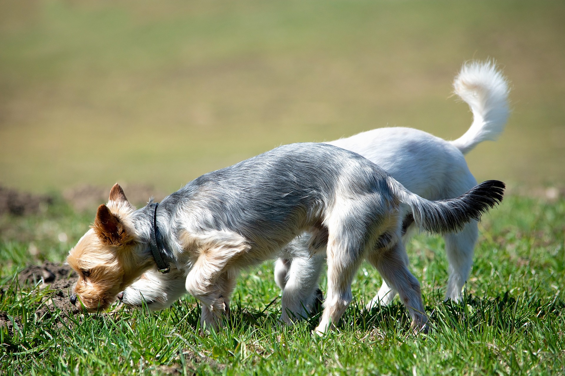Read more about the article Warum du deinen Hund schnüffeln lassen solltest