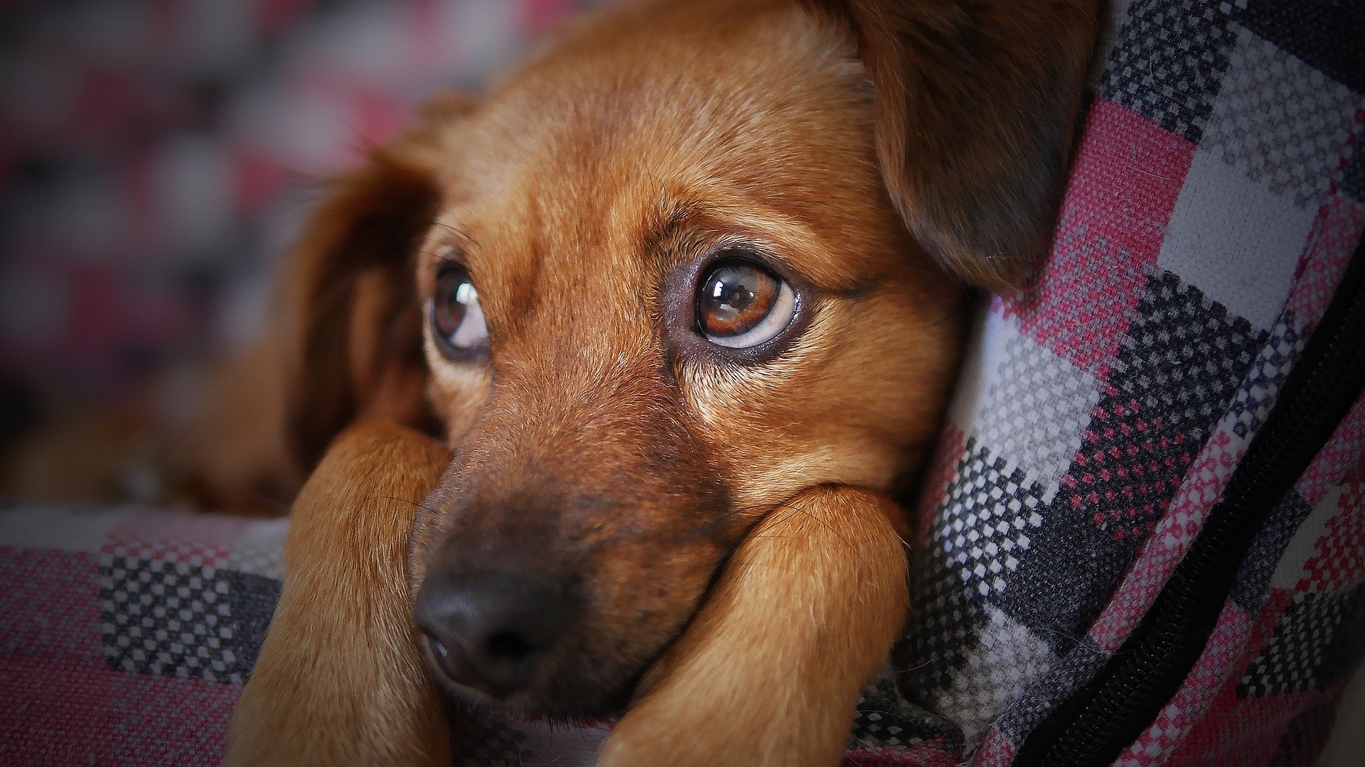 You are currently viewing Gelenkschmerzen beim Hund: Symptome